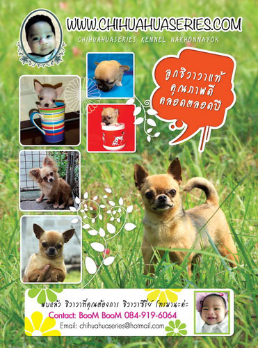 ชิวาวาแท้ ราคาฟาร์ม มาพร้อมคุณภาพ ที่ CHIHUAHUASERIES.COM