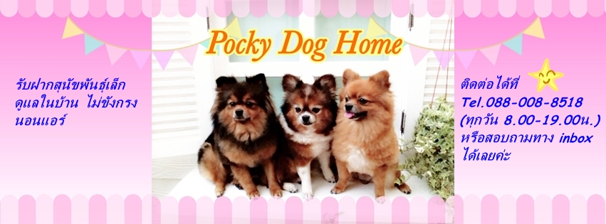 Pocky Dog Home ѺҡعѢ §㹺ҹ ѧç ͹ (ҧ-Ҵ Ấҧ)