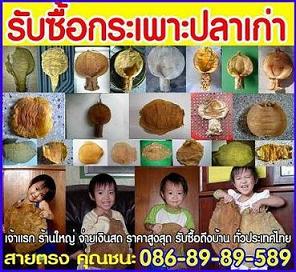 รับซื้อกระเพาะปลา รุ่นเก่า...ให้ราคาดี ชนะ 086-89-89-589