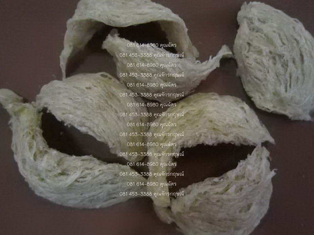 ขายรังนกนางแอ่นแท้ 100% จากภาคใต้ 27000 บาท/ kg.