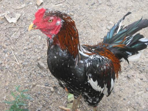 จำหน่ายไก่ชน สายพันธุ์ พม่า+ง่อน+ป่าก๋อย ทุกตัว ปล้ำแล้วทั้ง