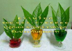 ใบ ฮว่านง็อก คัดคุณภาพ สดใหม่ 083-7799960 ส่งทาง EMS