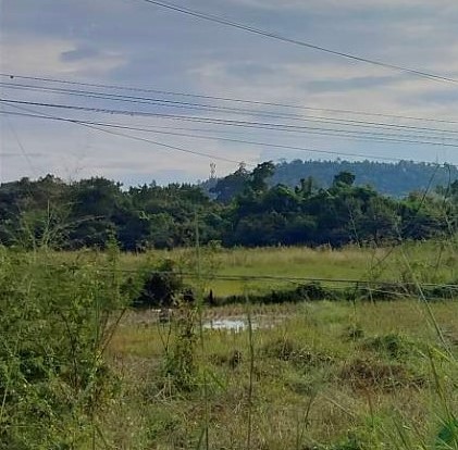 ԹҴ § Դҧǧ 118 ҤҴ