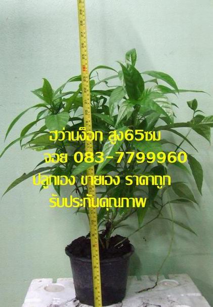���ҹ��͡ 083-7799960 ���� 5 �� 1 �Ѵ�觷ҧ EMS ���ǻ����