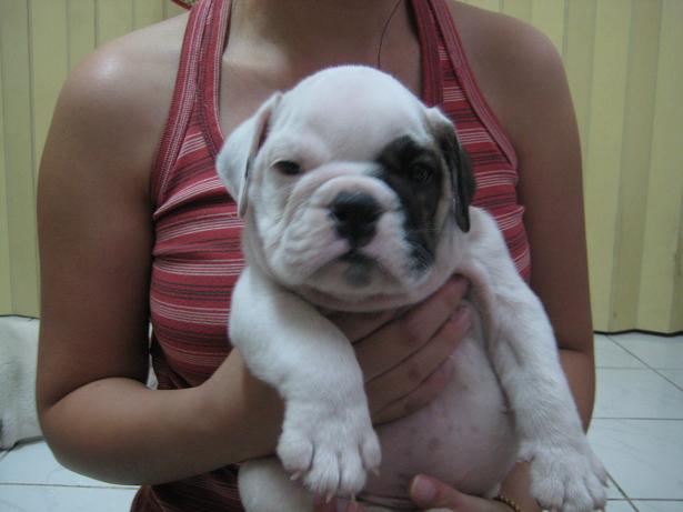 ���١ Bulldog ����ѡ� ���١����ԡѹ���� �Ң�¤�Ѻ