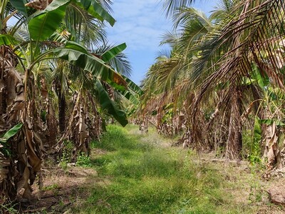 ��·��Թ�ŧ��� ���Ŵ� �.��ᾧྪ� �����ŧ�ع-�ɵ� 18-03-2026