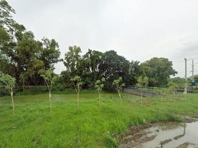 Canowindra อัลสับร่อนฝุ่น สวย เขียว หอม ฝุ่นน้อยมาก อัลฟัลฟ่
