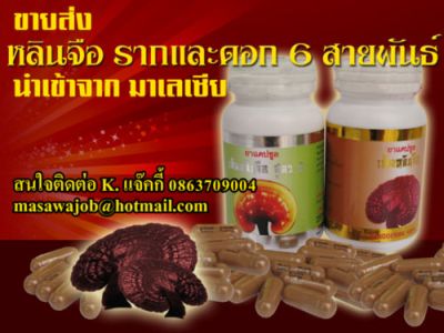 ����� �����Թ��� �ҤҶ١ ����Ҩҡ������� ��Ե��ù�١��