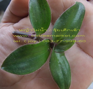 ��� ˭������  �ҤҶا�� 250 �ҷ  �� 083-7799960